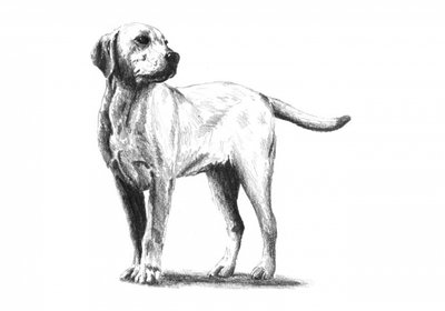  da Kulik