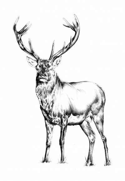  da Kulik
