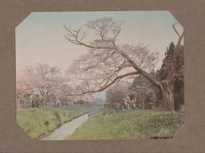 Persone e fiori di ciliegio ai lati di un ruscello a Koganei, Tokyo, Giappone da Kusakabe Kimbei