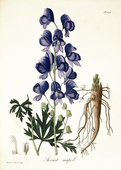 Aconitum Napellus da 