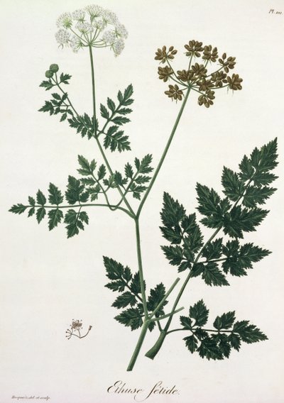 Aethusa Cynapium da 