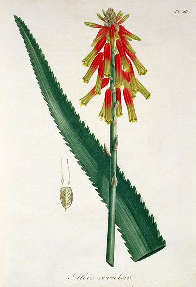 Aloe da 