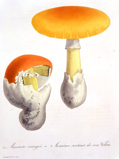 Amanita Caesaria da 