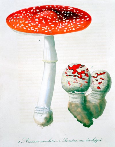 Amanita Muscaria da LFJ Hoquart