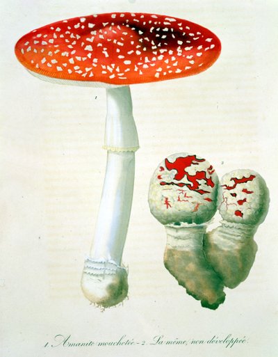 Amanita Muscaria da 