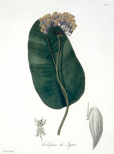 Asclepias Syriaca da 
