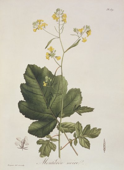 Brassica nigra da 