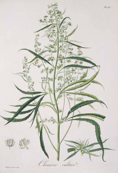 Cannabis Sativa da 