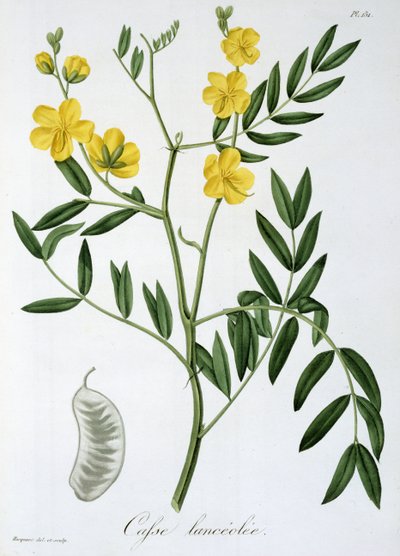 Cassia da 