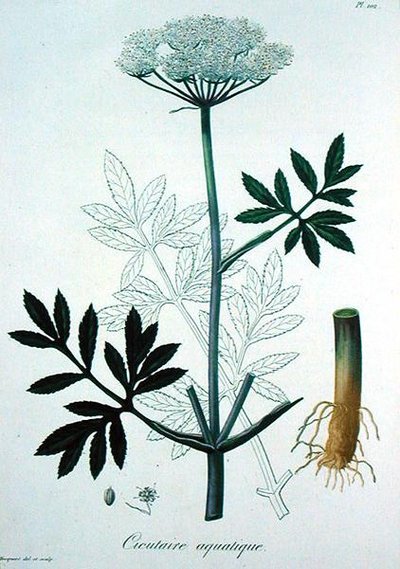Cicuta Virosa da 
