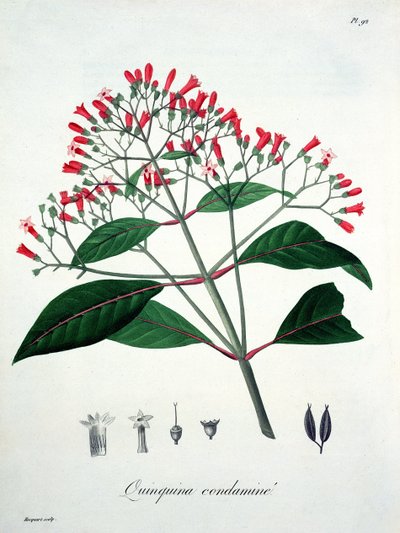 Cinchona da 
