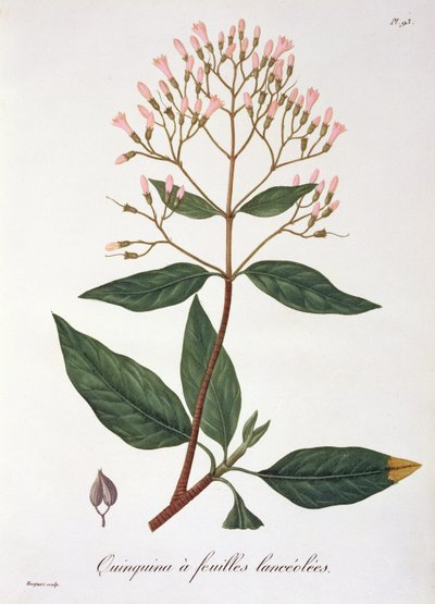 Cinchona da 