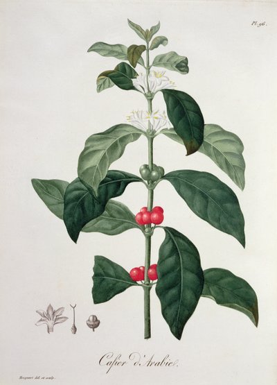 Coffea Arabica da 
