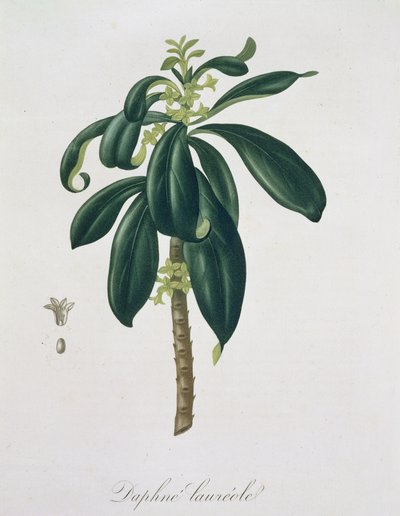 Daphne Laureda da 