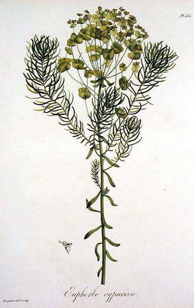 Euphorbia Cyparissias da 