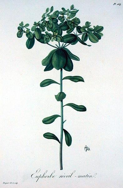 Euphorbia Helioscopia da 