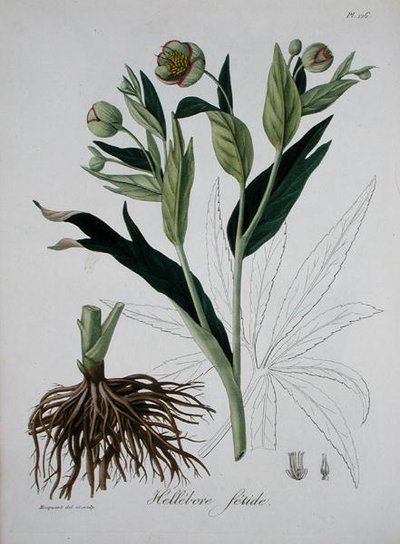 Helleborus Foetidus da 
