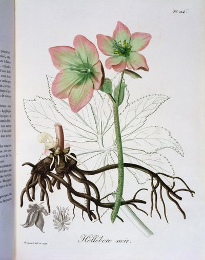 Helleborus Niger da 