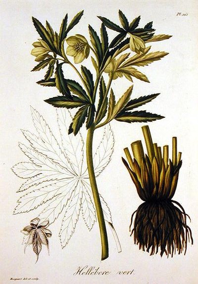 Helleborus Viridis da 