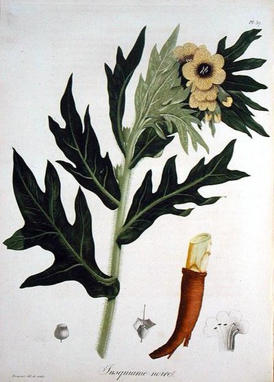 Giusquiamo da 