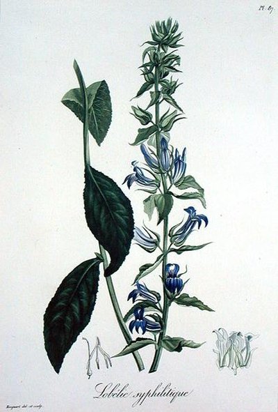 Lobelia Siphilitica da 