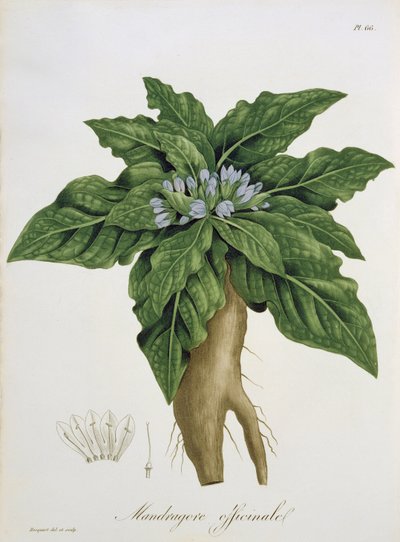 Mandragora Officinarum da 