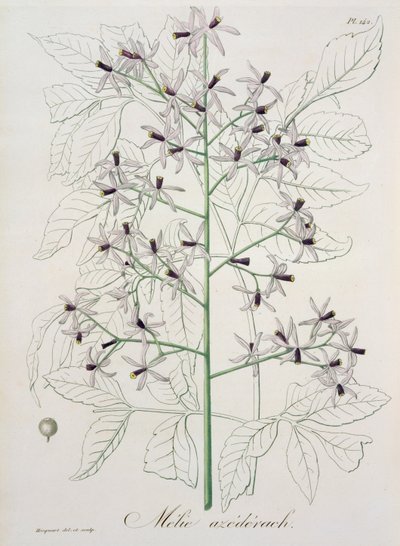 Melia Azedarach da 