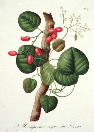 Menispermum da 