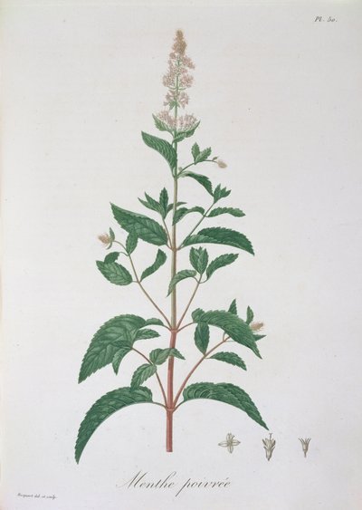 Mentha Piperita da 