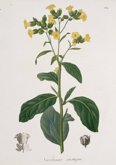 Nicotiana da 