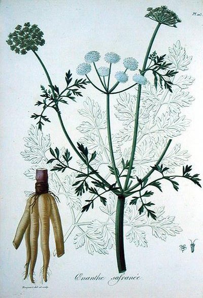 Oeanthe Crocata da 