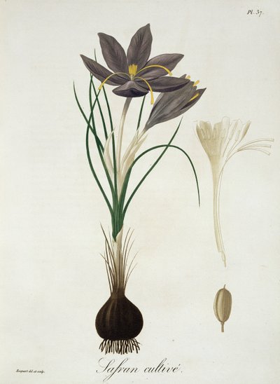 Zafferano Crocus da 