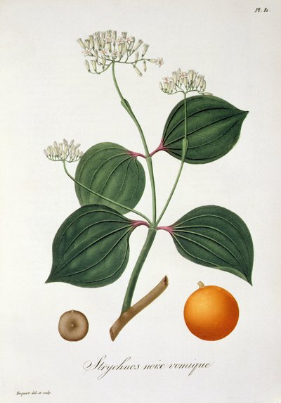 Strychnos nux vomica da 