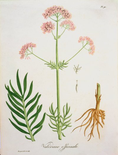 Valeriana da 