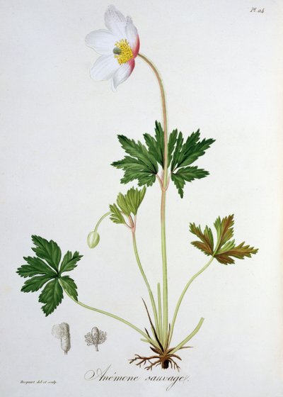 Anemone dei boschi da 