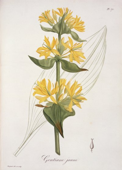 Genziana gialla da 