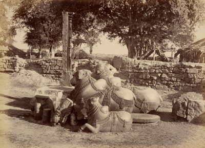 Tori sacri nel Forte di Warungal da Lala Deen Dayal