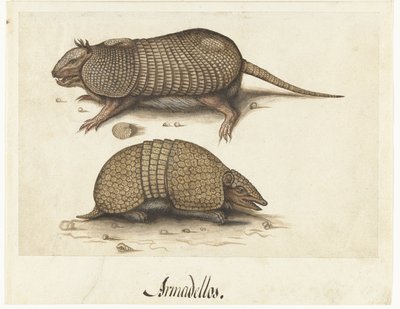 Foglio di album con due armadilli da Lambert Lombard (rejected attribution)