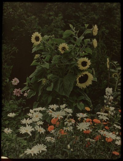 Giardino della casa Kersbergen, Zeist, con girasoli da Lambertus Hendrik van Berk