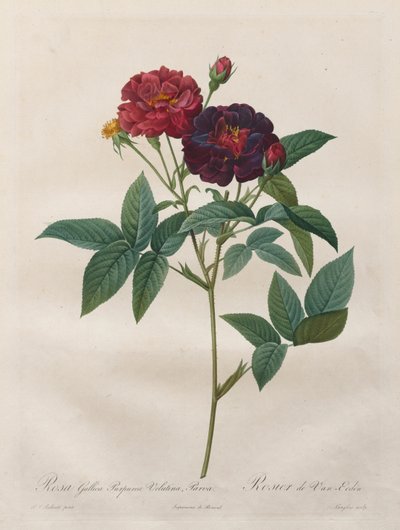 Le rose: Rosa Gallica Purpurea Velutina Parva da Langlois