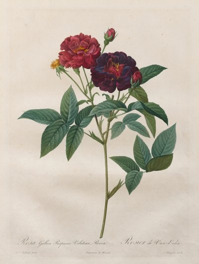 Le rose: Rosa Gallica Purpurea Velutina Parva da Langlois