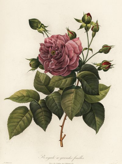 Rosa del Bengala, varietà Rosa chinensis, Bengale a grandes feuilles da Langlois Langlois