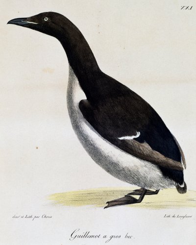 Uria di Brünnich, da Voyage pittoresque autour du monde da Langlume Langlume