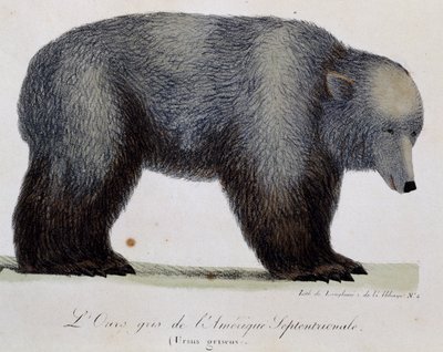 Orso grigio (Ursus griseus), da Voyage pittoresque autour du monde da Langlume Langlume