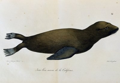 Giovane leone marino, California, da Voyage pittoresque autour du monde da Langlume Langlume