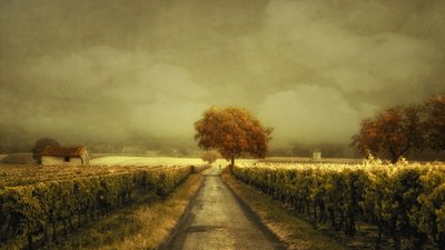 Strada dei vigneti d