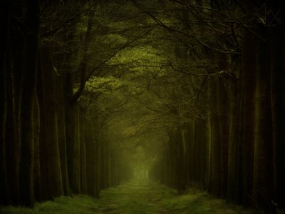 Sentiero nella foresta oscura da Lars van de Goor †