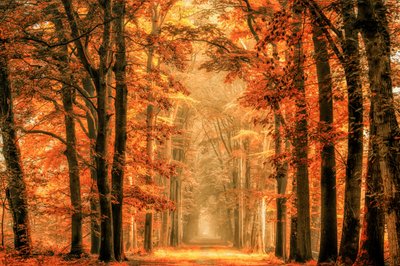  da Lars van de Goor †