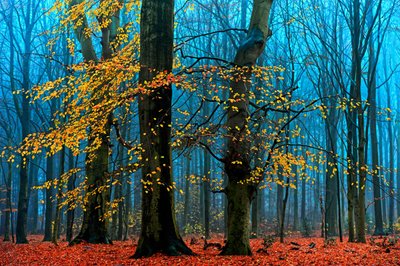  da Lars van de Goor †