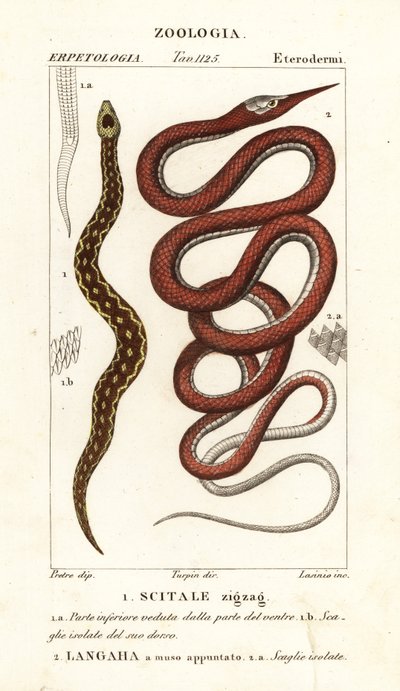 Vipera a squame seghettate, Echis carinatus 1, e serpente foglia di Madagascar, Langaha madagascariensis 2 da Lasinio Lasinio